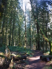 Trail and tall trees