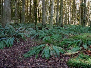Mature forest understory