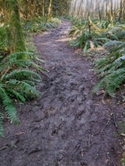 On Alder Loop trail things get muddy