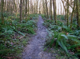 Moving in recovering forest vegetation