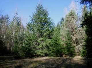 Area of new growth fir trees