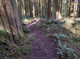 Down tree and limbs have been cleared from the trail