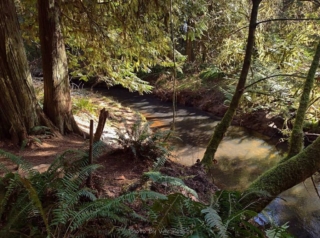 View of Morgan Creek