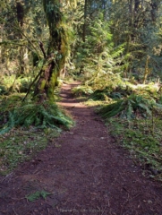Trail through the woods