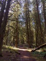 This is the mature part of the natural area