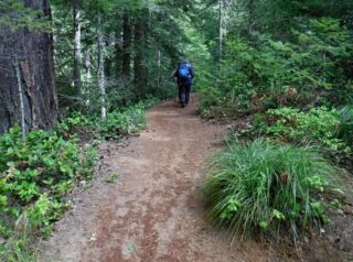 Hiking pass a patch of Bear Grass