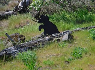 Little bear waving at fishes going by
