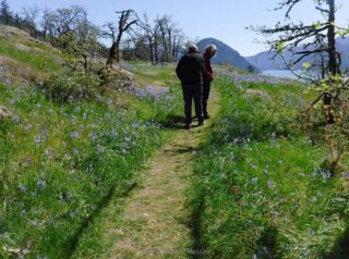 Venturing into camas fields