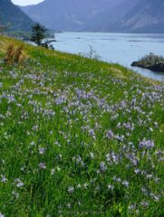 One of the best preserved camas fields in the Gorge
