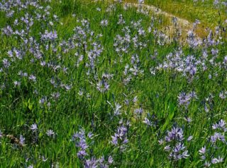 Camas in bloom
