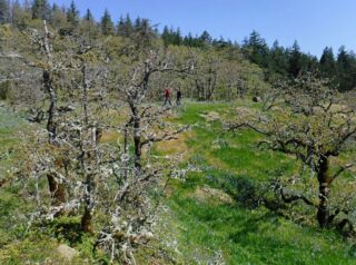 Leaving the fields and oak forest