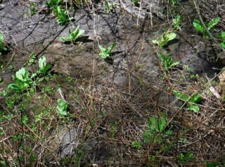Skunk cabbage just coming up