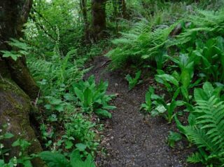 Skunk cabbage show this area is always wet