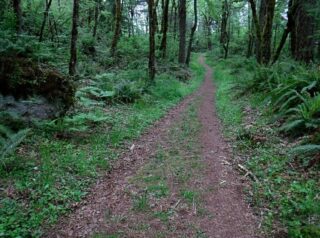 Level trail on old road bed