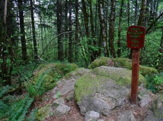 Lots of trees but no views at the summit