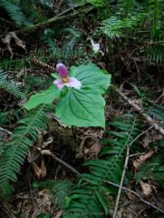 The trilliums were at there end.