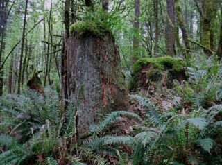 Some stumps left from the old growth logging