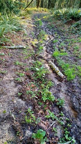 ForestPark_IMG_20260321_080402284