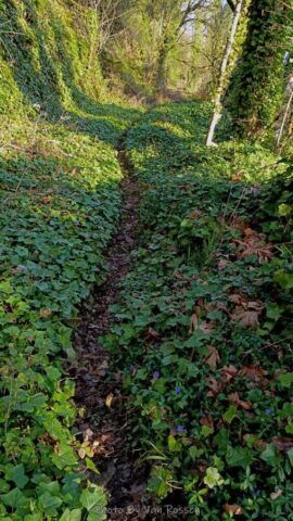 ForestPark_IMG_20260321_085139389