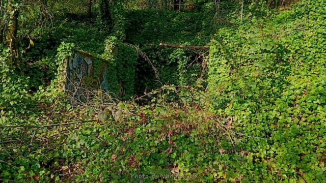 ForestPark_IMG_20260321_090923543