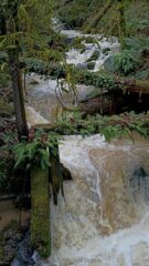 Upper section of Balch Creek