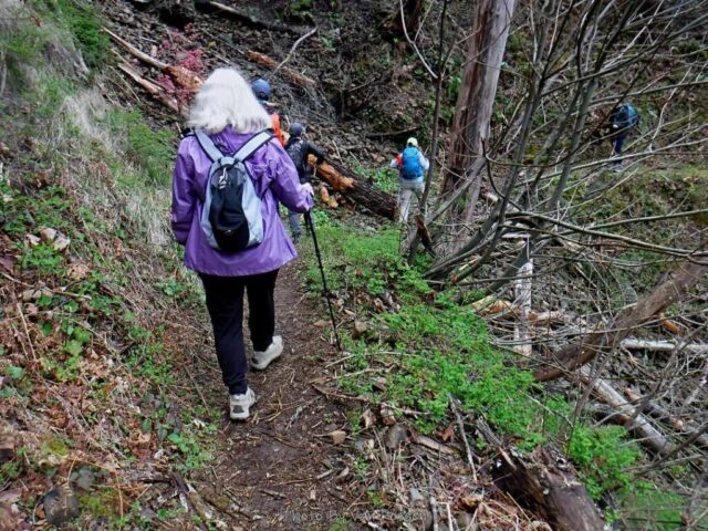 On the Herman Creek Trail and working out way around a log
