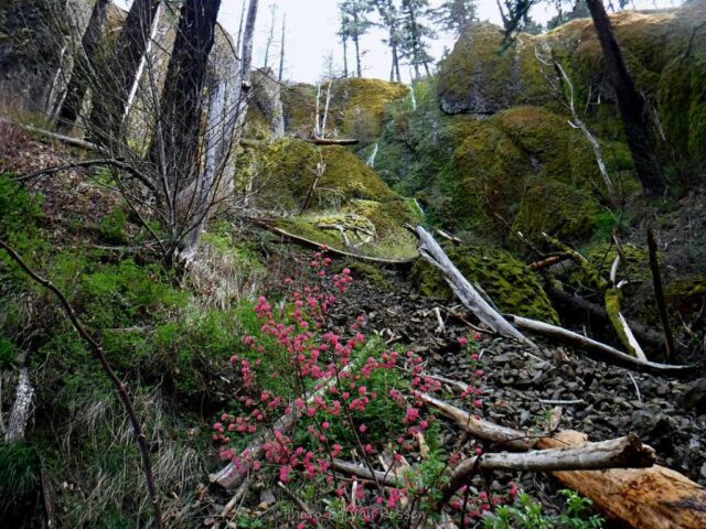 Greening up moss covered cliffs