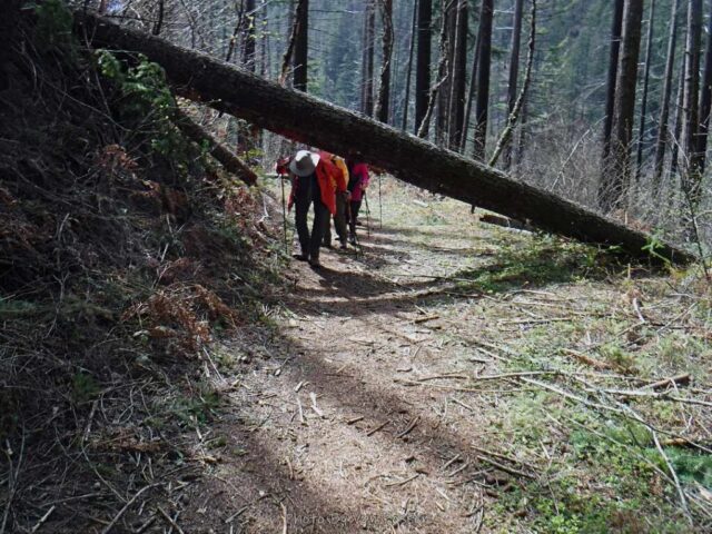 Working our way around one many logs on the trail