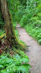 Wildwood trail is very well used and maintained