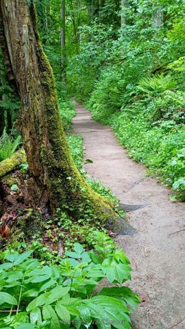 Wildwood trail is very well used and maintained