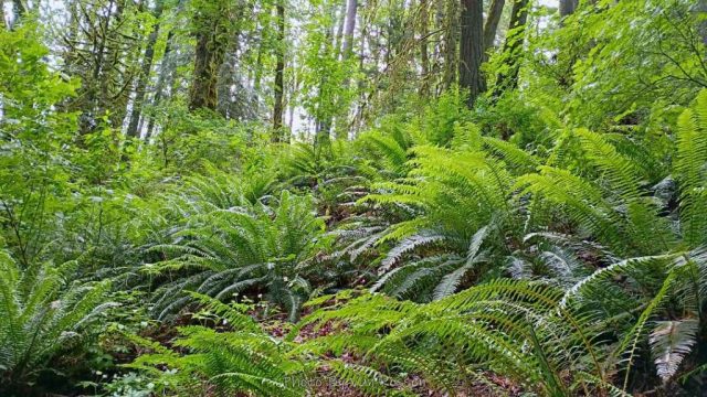 The forest setting is very fresh and green