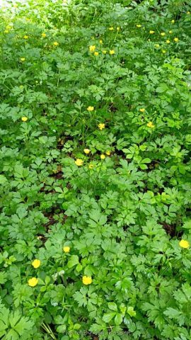 There were many small flowers along the trail