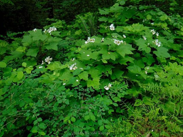 Thimble Berry is showing up every where