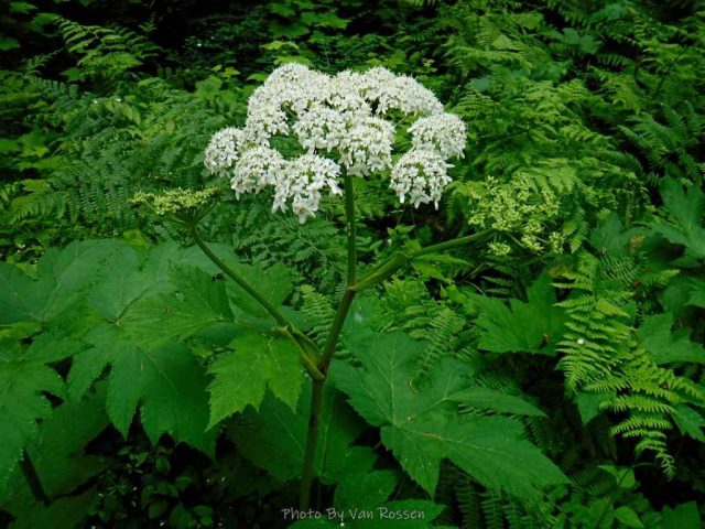 The Hogweed has come back