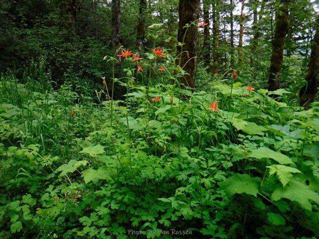 Columbine is blooming at lower elevation