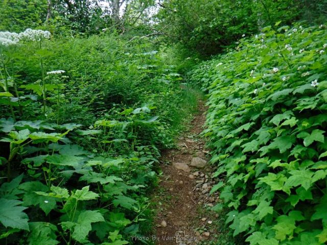 Vegetation is encroaching on the west Hardy Ridge Trail
