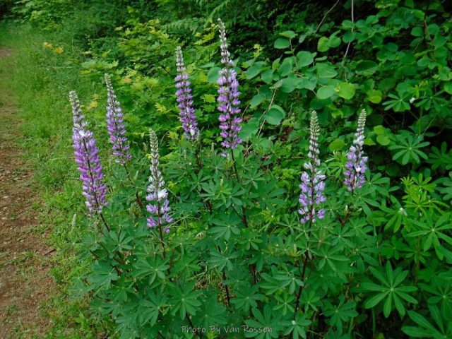 Lupin by the trail