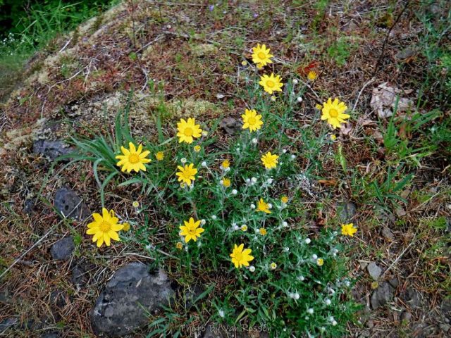 Oregon Sunshine was starting to bloom