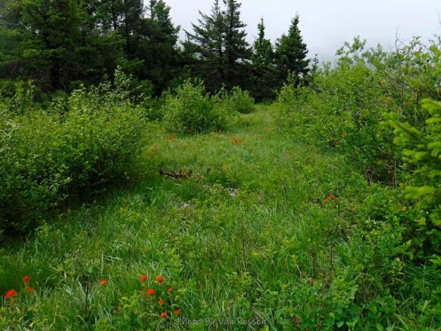Meadow on Hardy Ridge, still no flowers