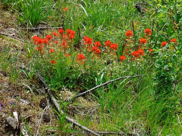 More Indian Paint Brush was out