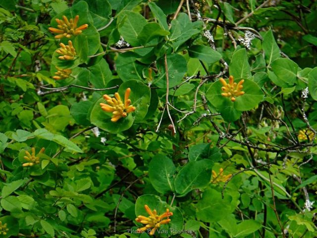 Orange Honeysuckle about to bloom
