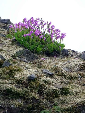 Cardwell's Penstemon was blooming