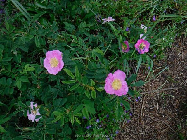Wild Rose almost on the trail