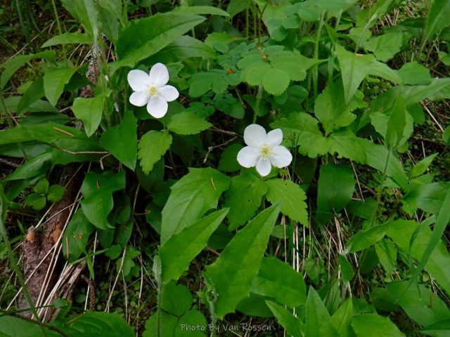 Columbia Windflower by the trail