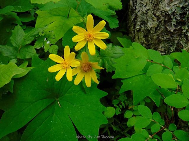 Heartleaf Arnica blooming by the trail
