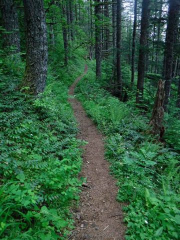 Heading back down the Eastside Hardy Ridge Trail