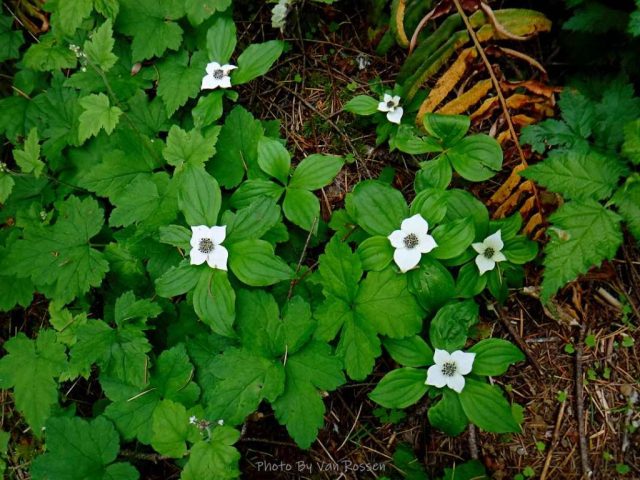A small patch of Western Bunchberry