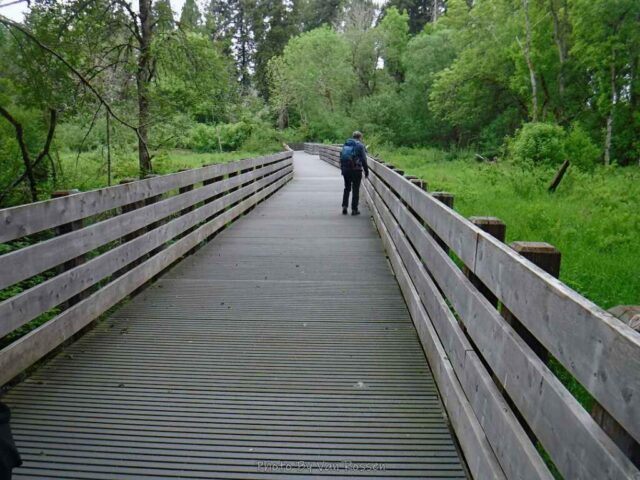 A longer board walk at a wetland area