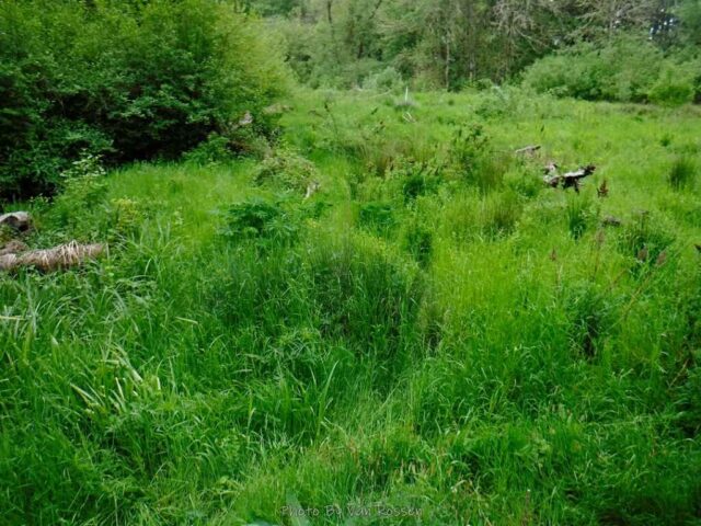 The wet is gone and it is a meadow