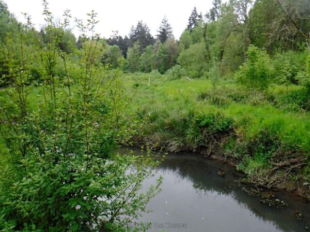 The creek is a pond now